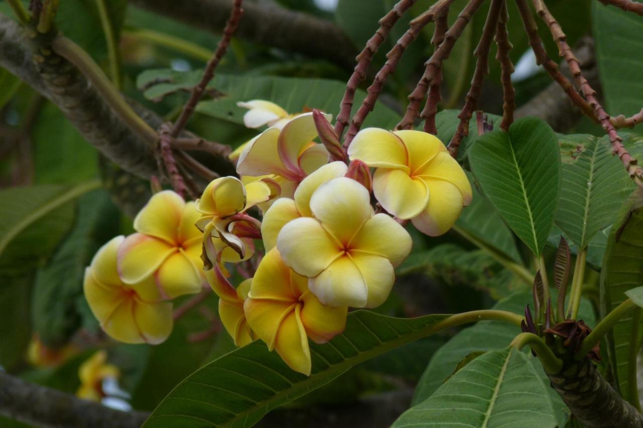 Shela Peponi Hotel Lamu - Kenya מראה חיצוני תמונה