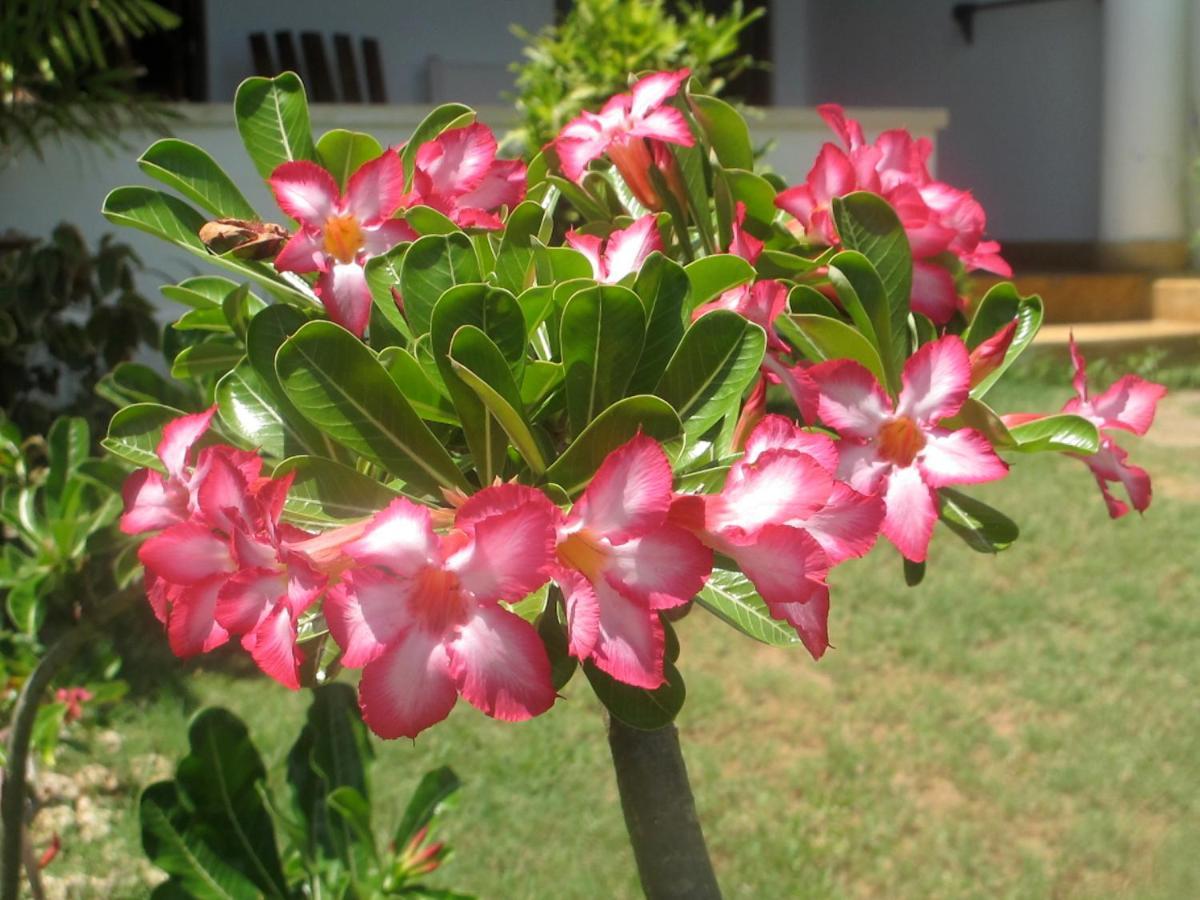 Shela Peponi Hotel Lamu - Kenya מראה חיצוני תמונה