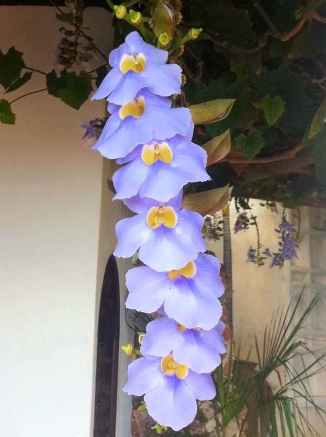 Shela Peponi Hotel Lamu - Kenya מראה חיצוני תמונה